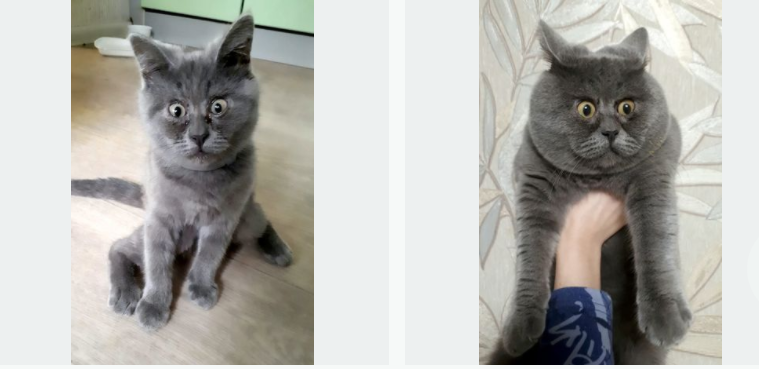 Коты из ростова фото Вечно удивленный кот из Ростова-на-Дону стал героем статьи в британской The Mirr