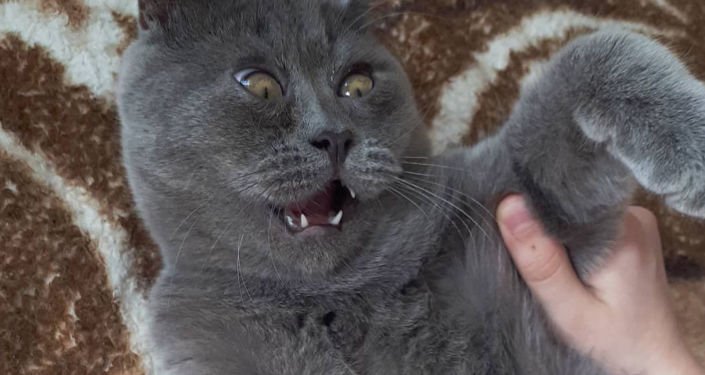 Коты из ростова фото Посмотрите на него - это кот Федя, и ему нет равных... Матрица человека - это сл
