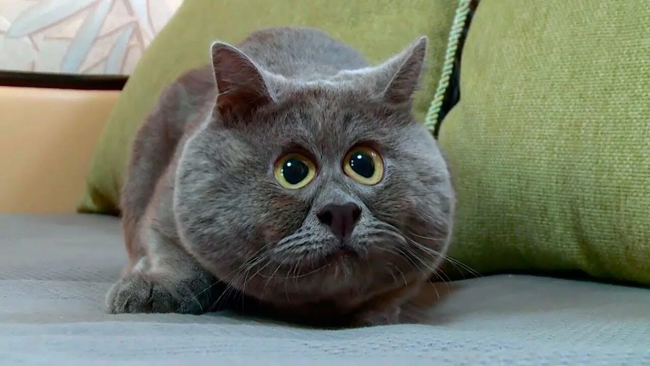 Коты из ростова фото Знакомьтесь это не обычный кот, это вечно удивлённый кот Фёдор! - YouTube
