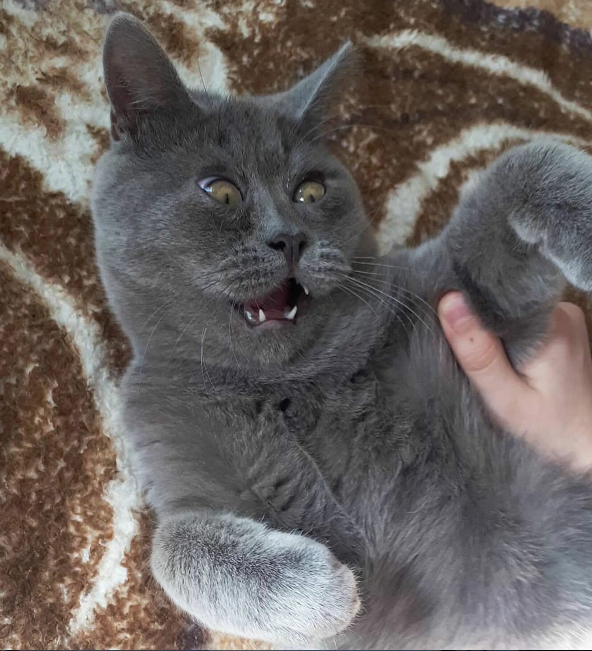 Коты из ростова фото Герой СМИ и звезда Сети: удивленный кот Федя набирает популярность - 24.06.2021,