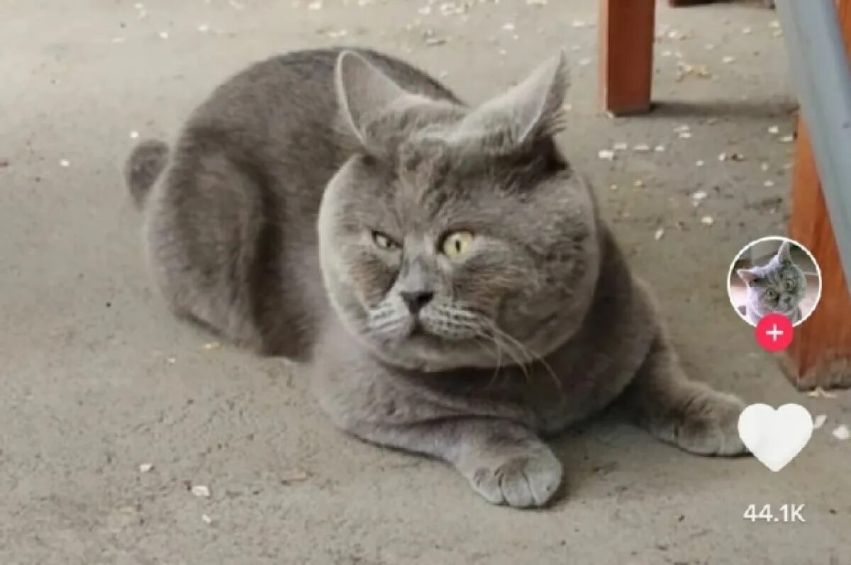 Коты из ростова фото Ростовский кот Федя стал звездой социальных сетей и прославился на весь мир АиФ 