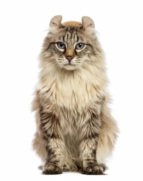 Коты керлы фото As 10 melhores ideias e inspirações de american curl
