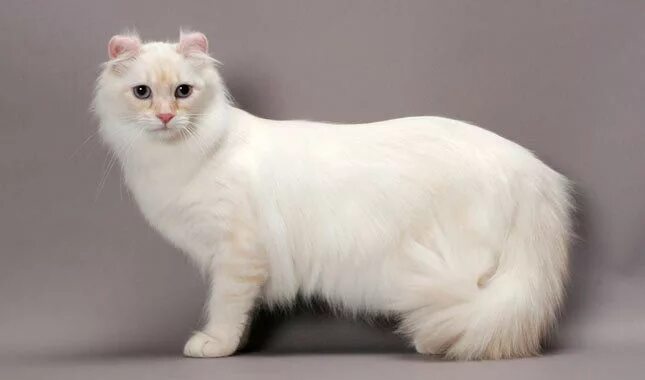 Коты керлы фото All Cat Breed: American Curl Katzen rassen, Arten von katzen, Katzenrassen