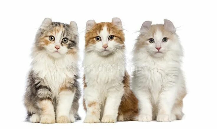 Коты керлы фото Adorable Group of Kittens