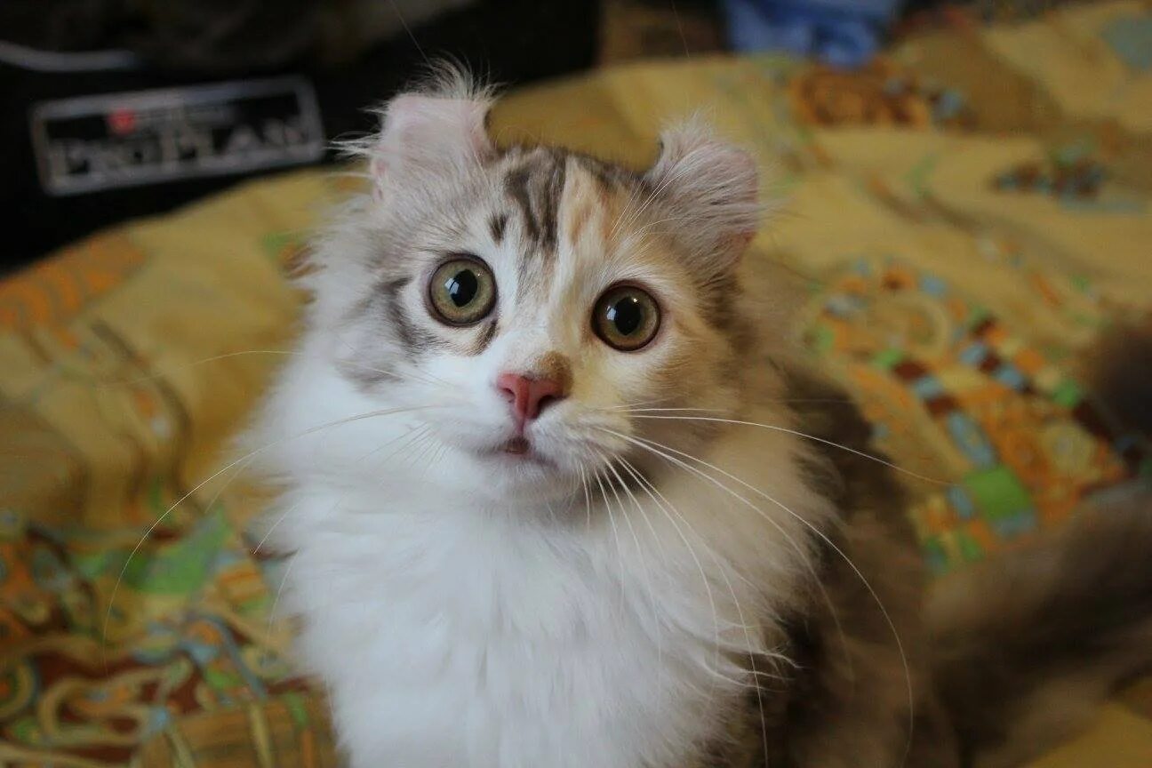 Коты керлы фото Керл кошка (77 фото)