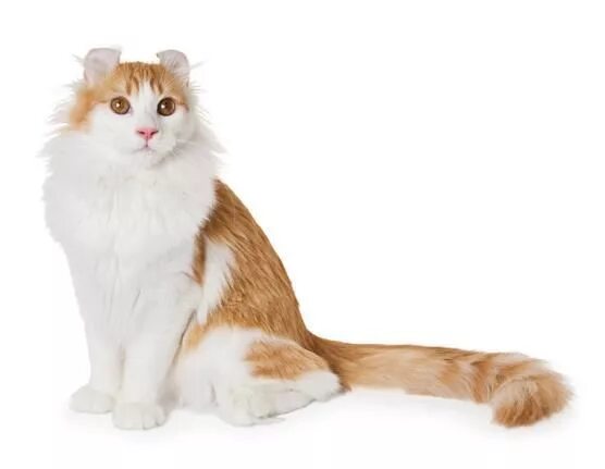 Коты керлы фото American Curl