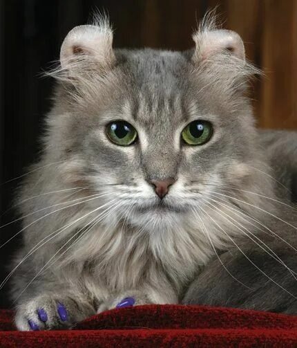 Коты керлы фото Pin by Инна Косорукова on породы кошек American curl, Abyssinian cats, Cute cats