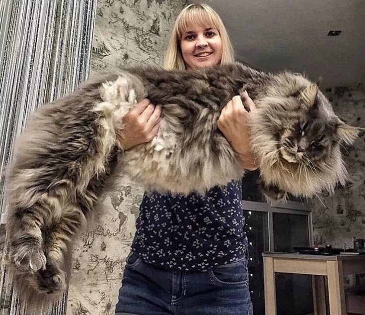 Коты крупной породы фото Pin on Maine coons
