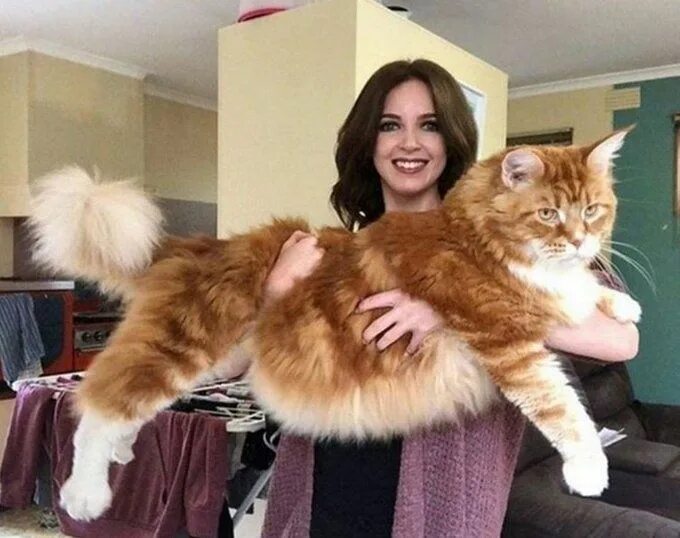 Коты крупной породы фото Pin on Large domestic cat breeds