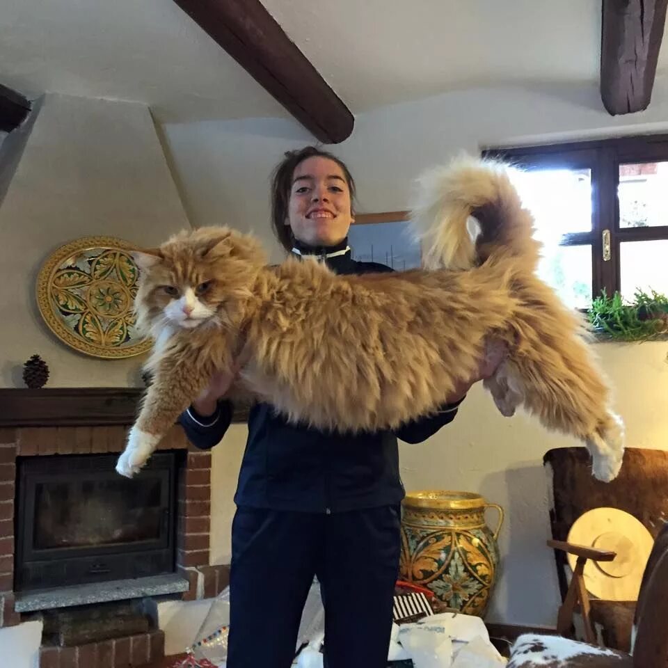 Коты крупной породы фото Pin on Cats