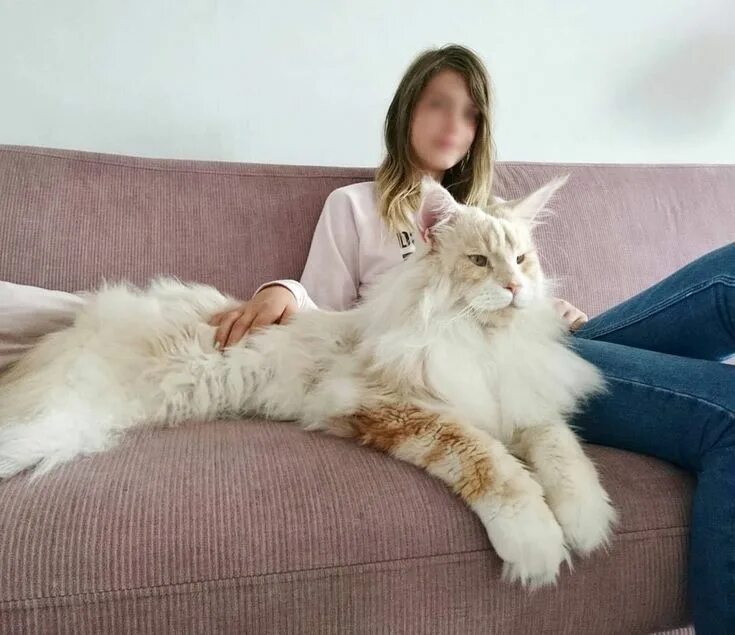 Коты крупной породы фото Morning in the sofa #bigcat #bigcats #gentlegiant #cat #cats #mainecoon #maineco