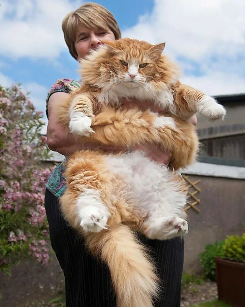 Коты крупной породы фото Много шерсти не бывает: 15 фото суперпушистых котов