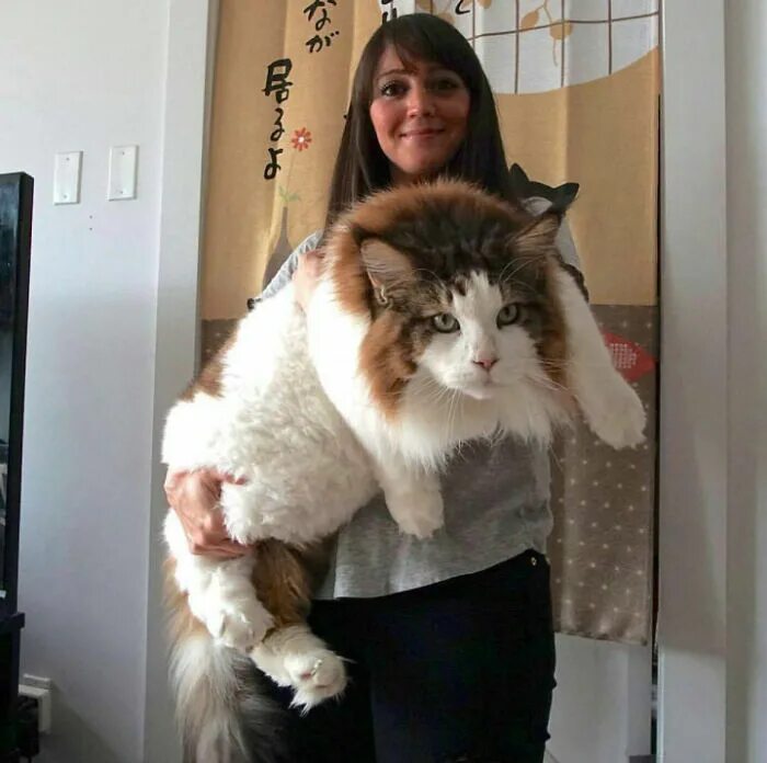 Коты крупной породы фото 15 незаконно больших котов, которые не только умилят кого угодно, но и перепугаю