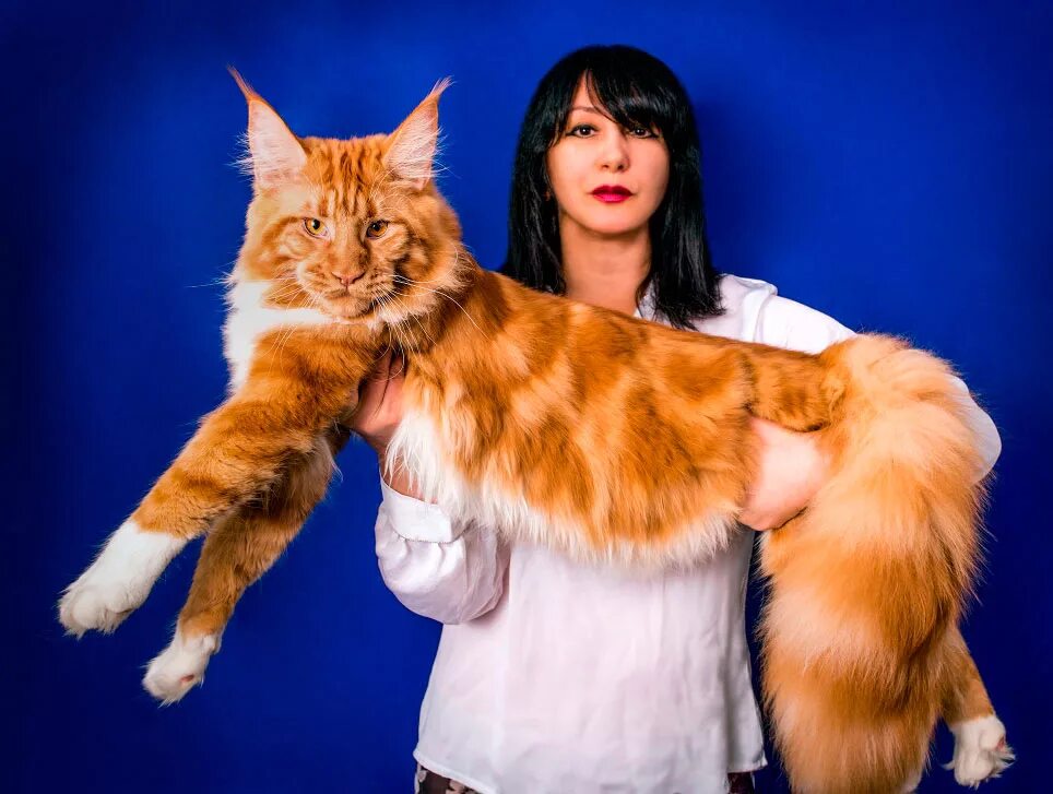 Коты крупной породы фото Мейн-кун: особенности внешности и характера, правила ухода за породой