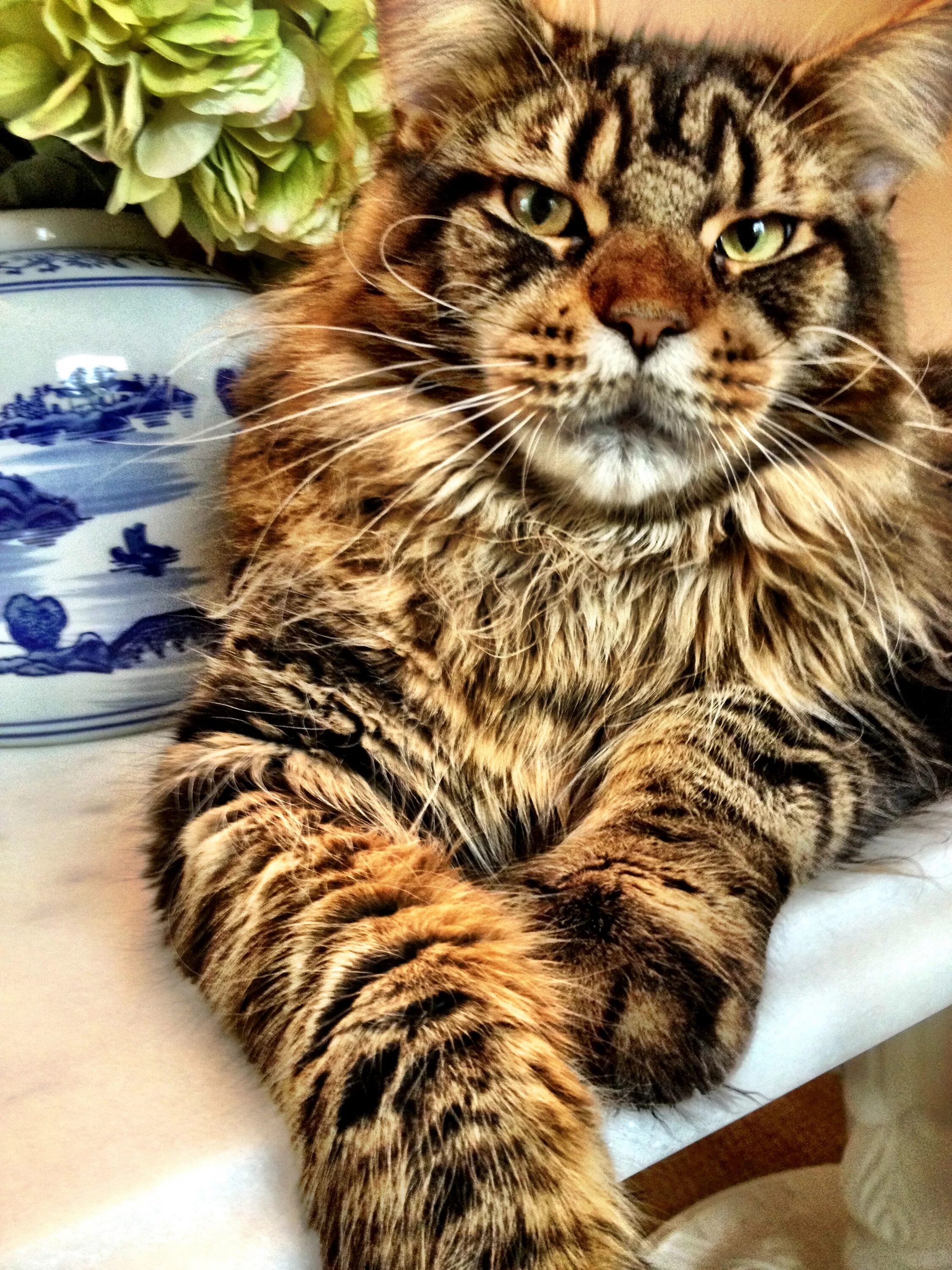Коты крупной породы фото Pin on Animals