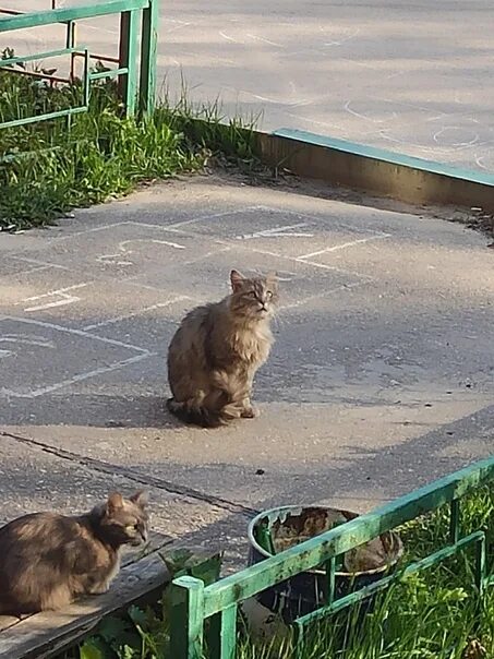 Коты круты ярмарочная ул 10 чебоксары фото Коты круты ярмарочная ул 10 фото