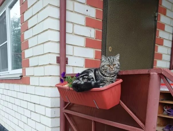 Коты круты ярмарочная ул 10 чебоксары фото От участника. С 17 декабря 2022 пропал кот Яшка, шотландец. Ул. Ярмарочная, Широ