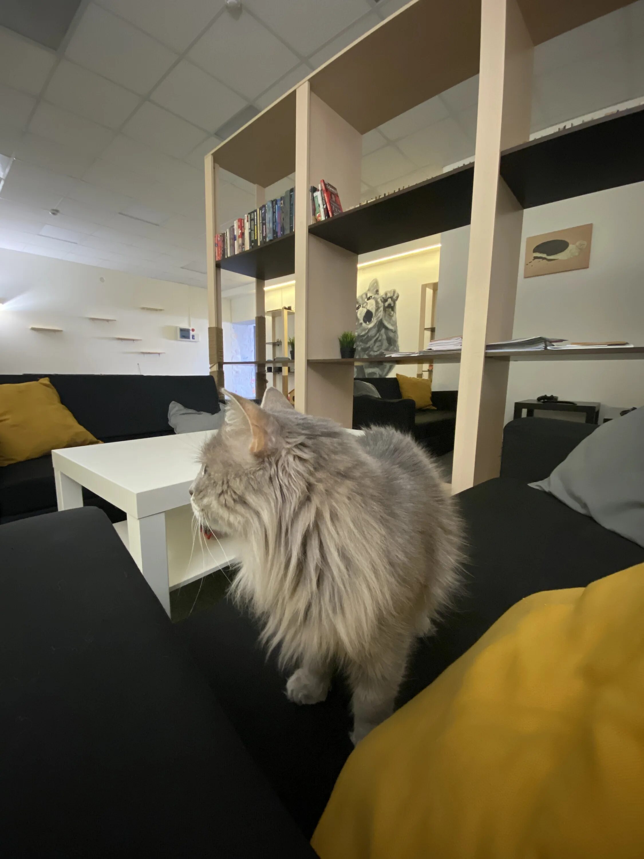 Коты круты ярмарочная ул 10 чебоксары фото Cats are cool, anti-café, Cheboksary, Yarmarochnaya Street, 10 - Yandex Maps