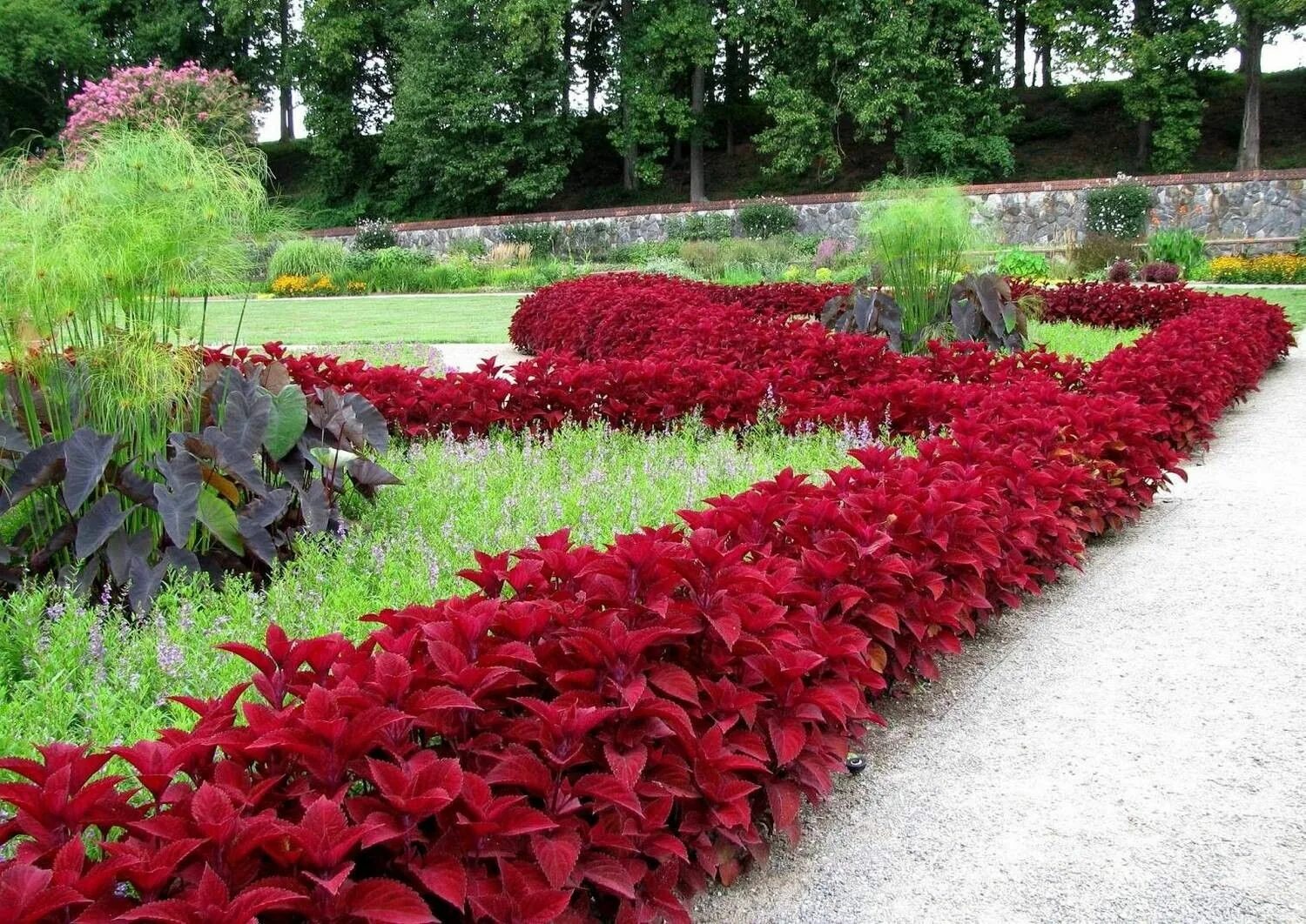 Красивые низкорослые цветы для клумбы фото Колеус Flower garden, Lawn and garden, Garden shrubs