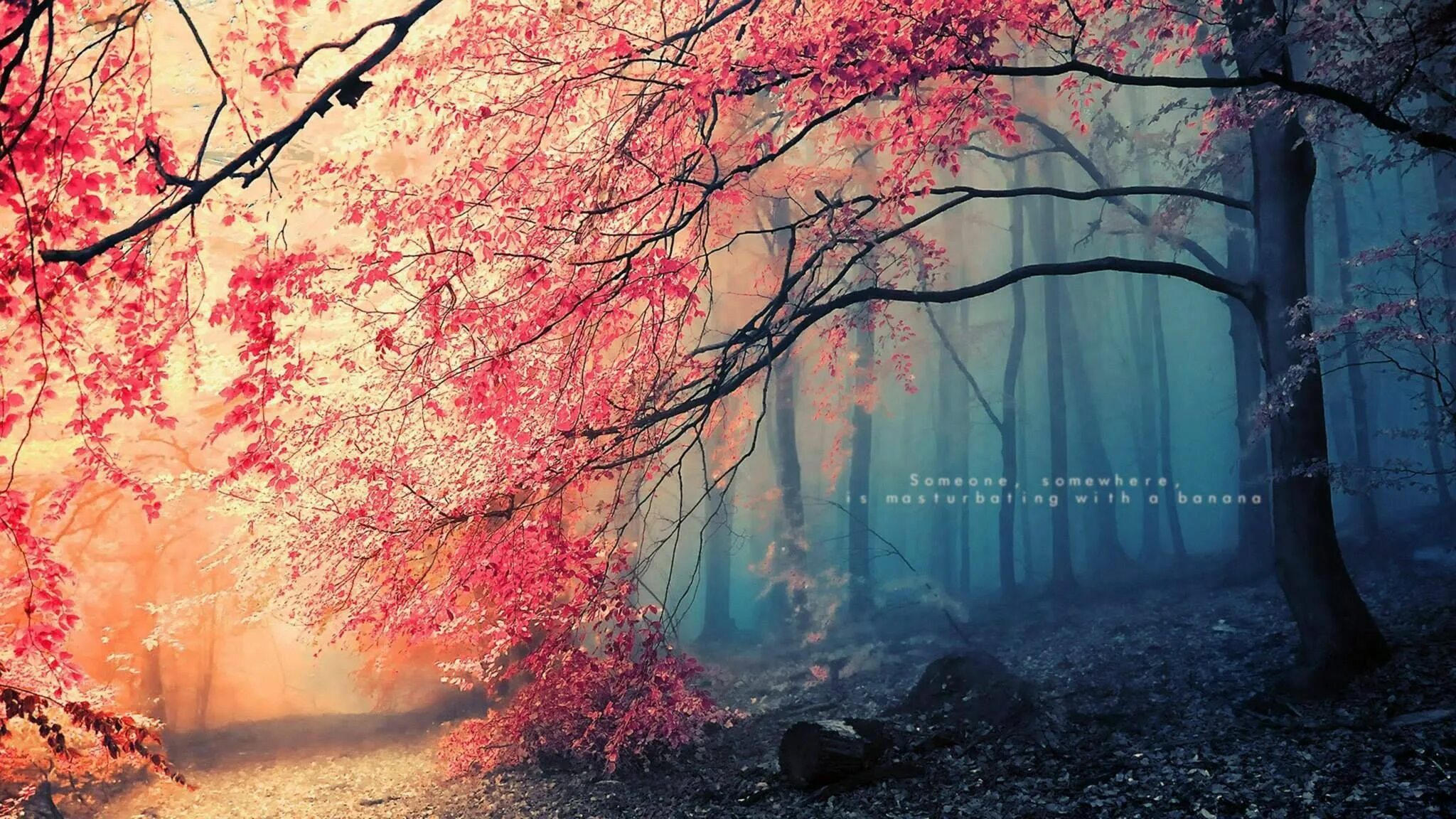 Красивые обои на андроид фото Fuckscapes Part 1/? (I like the hidden message kind.) Forest wallpaper, Nature w