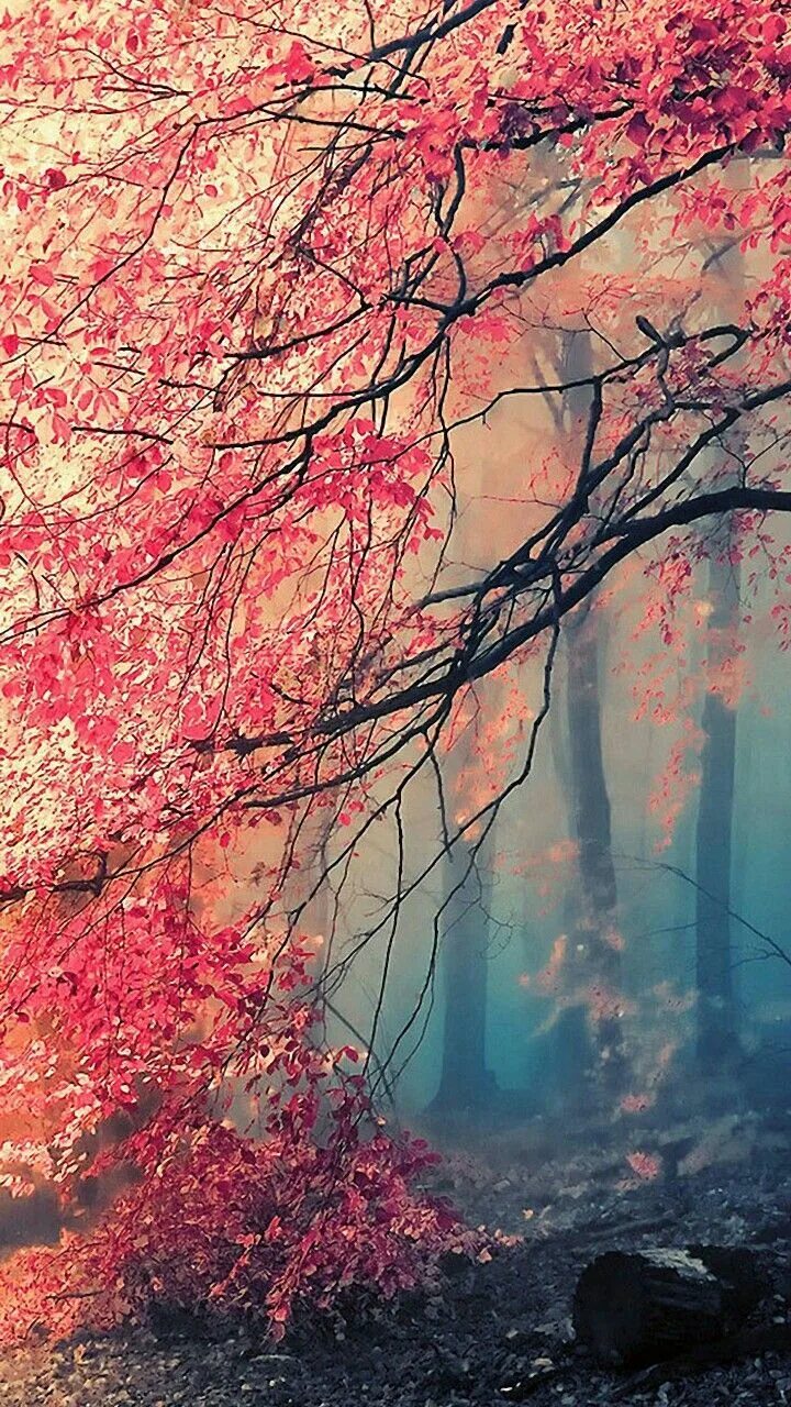 Красивые обои на экран телефона фото beautiful colorful tree asymmetrical wallpaper LG Forest wallpaper, Nature wallp