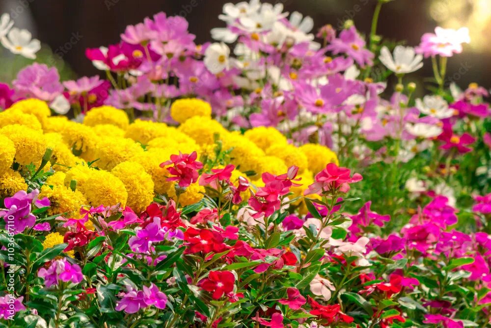 Красивые однолетние цветы для сада фото Flowers in the garden./ Landscaped flower garden with lots of colorful blooms wi