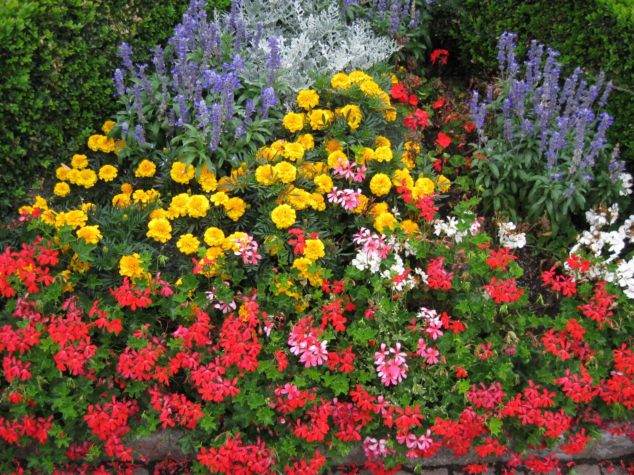 Красивые однолетние цветы для сада фото Colorful flowers garden free image download