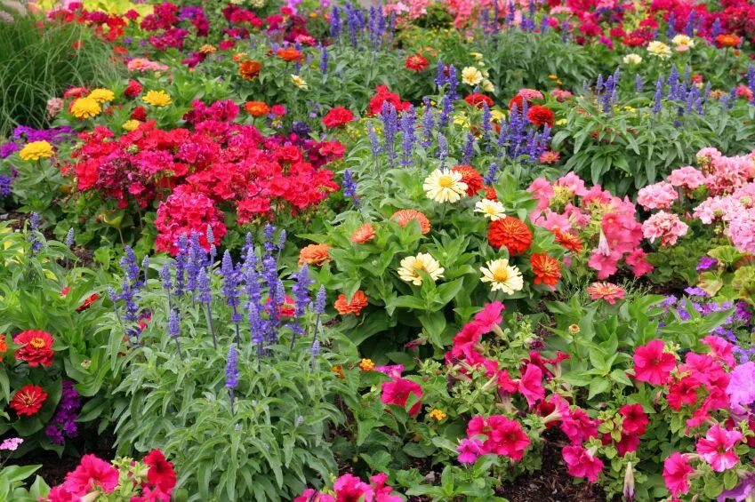 Красивые однолетние цветы для сада фото Enjoy colorful flowers up until frost! Fall blooming flowers, Plants, Flower lan