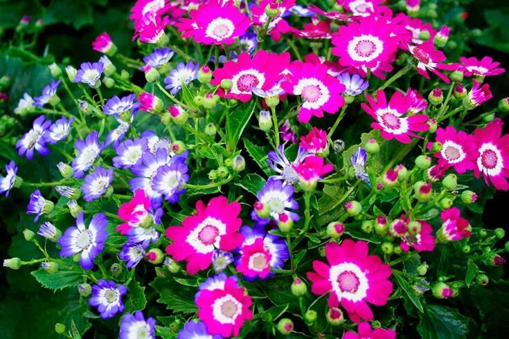 Красивые однолетние цветы для сада фото Цинерария (Cineraria) является родом растений, относящихся к семейству астровые 