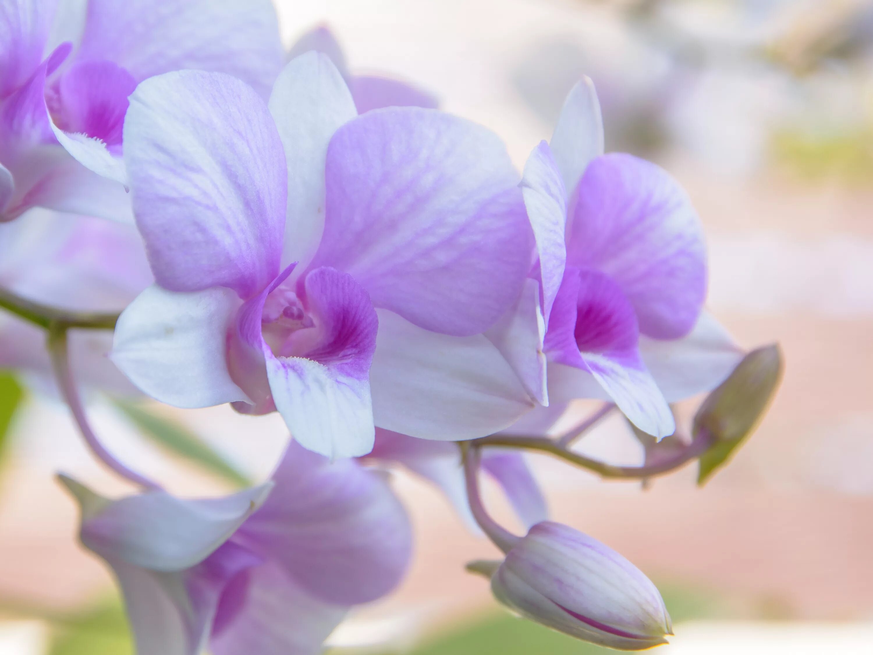 Красивые орхидеи фото Free Images : nature, branch, blossom, white, flower, purple, petal, bloom, isol