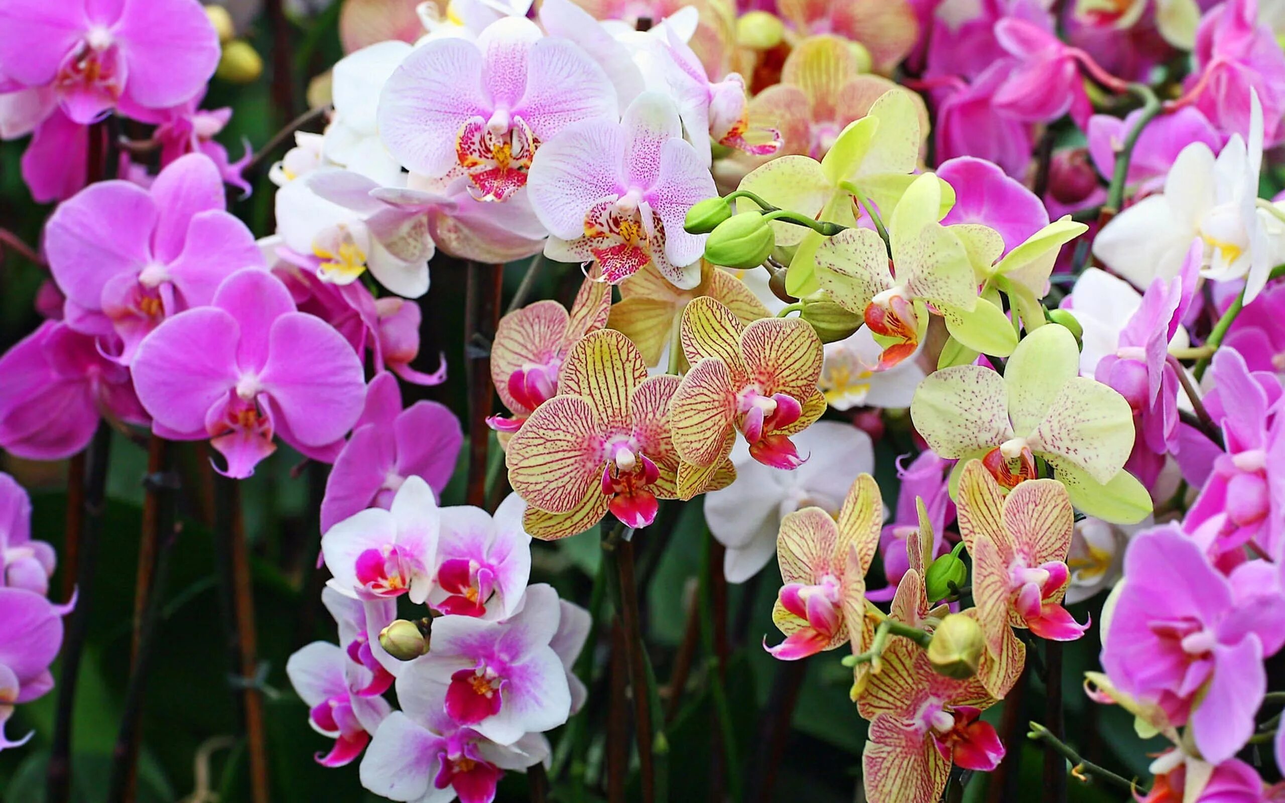 Красивые орхидеи фото обои : Орхидеи, цветы, Лепестки, Пятна 2560x1600 - wallhaven - 1020640 - красивы