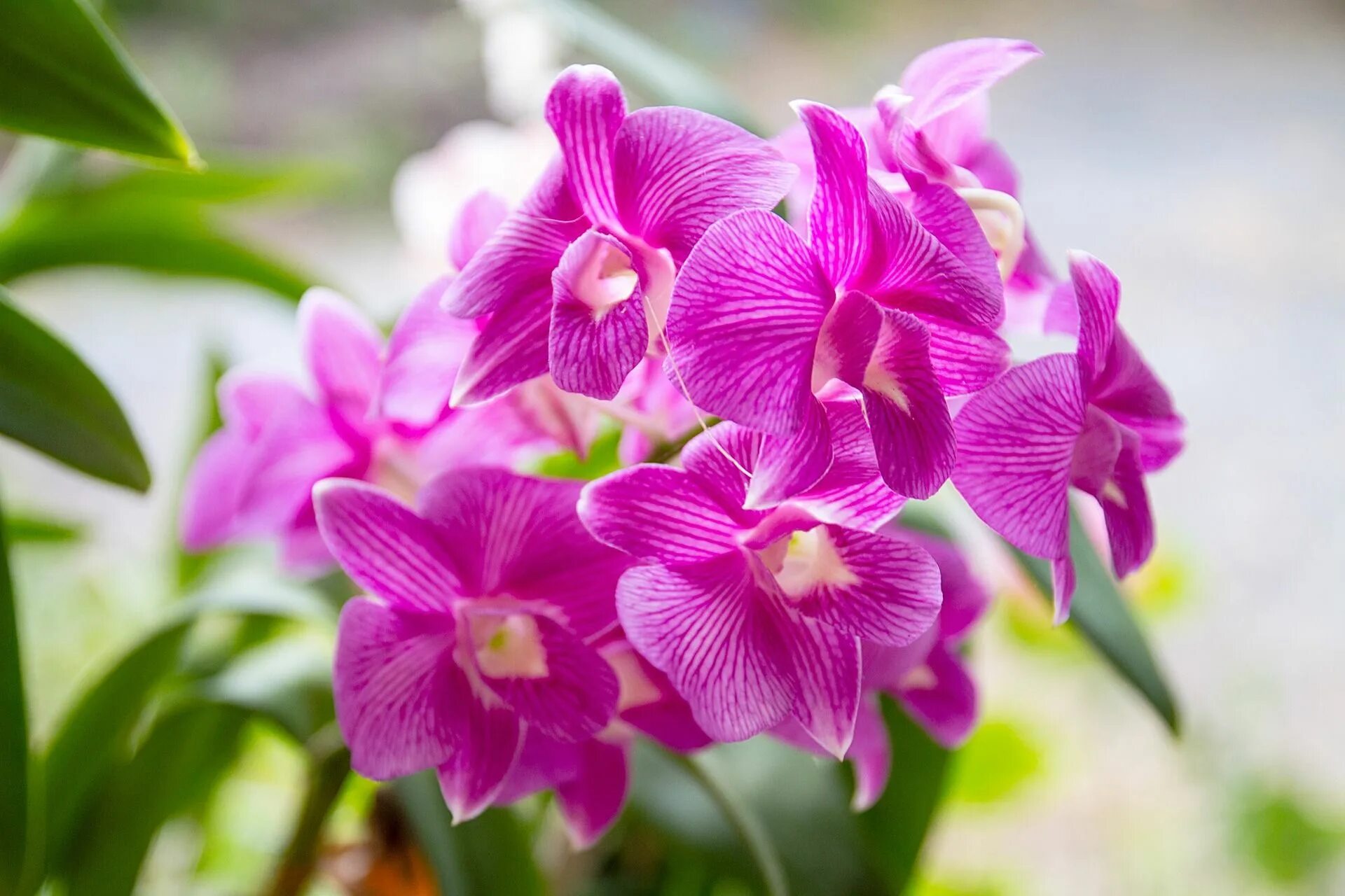 Красивые орхидеи фото With showy flowers that stay in bloom for months, orchids have a flair for the d