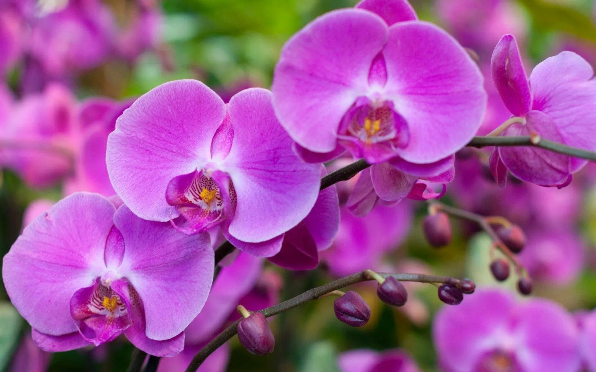 Красивые орхидеи фото Download Pink Phalaenopsis Orchid Flowers Wallpaper Wallpapers.com