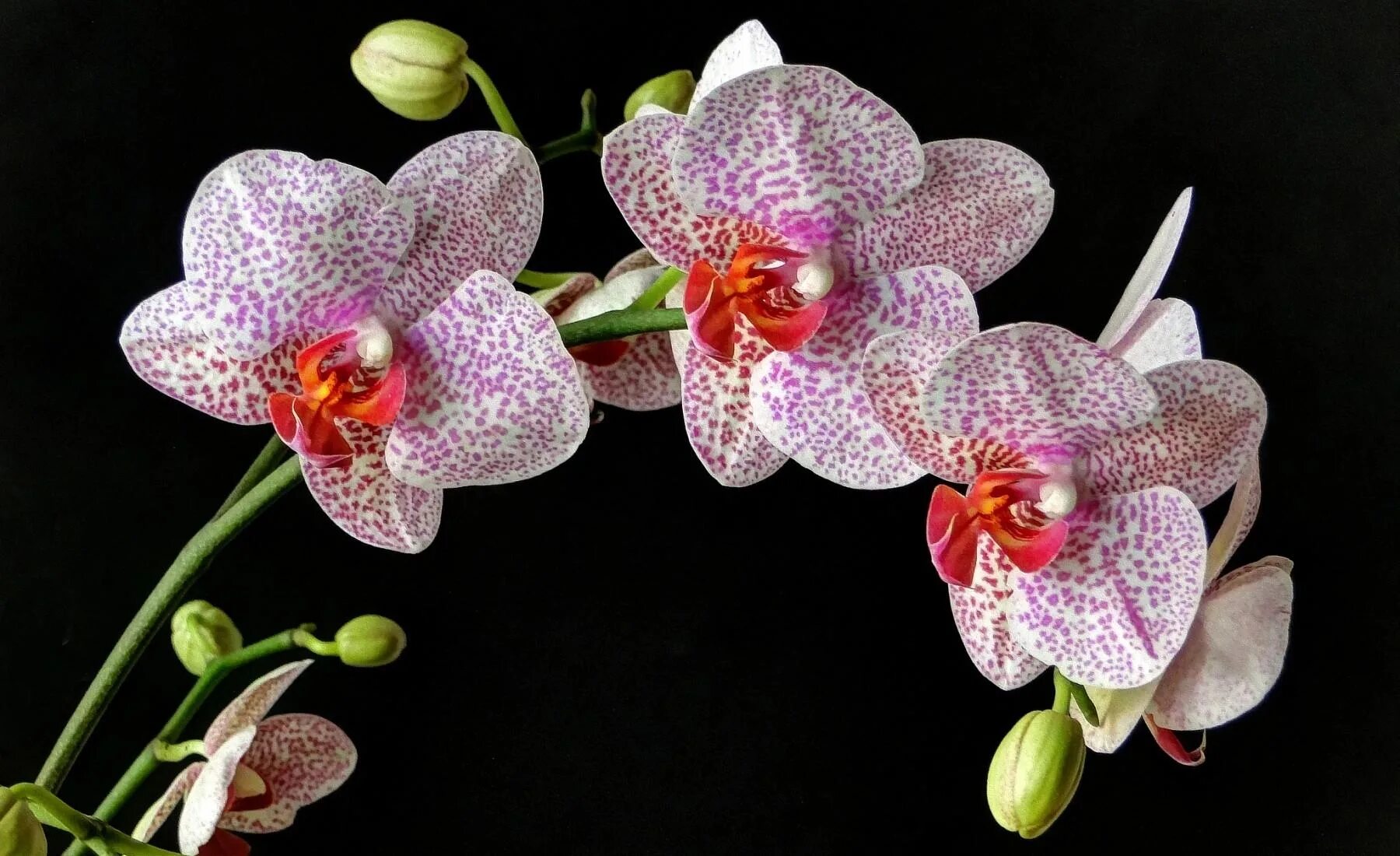 Красивые орхидеи фото обои : Орхидея, Пятнистый, Зарезка, черный фон 1800x1100 - 4kWallpaper - 1045825
