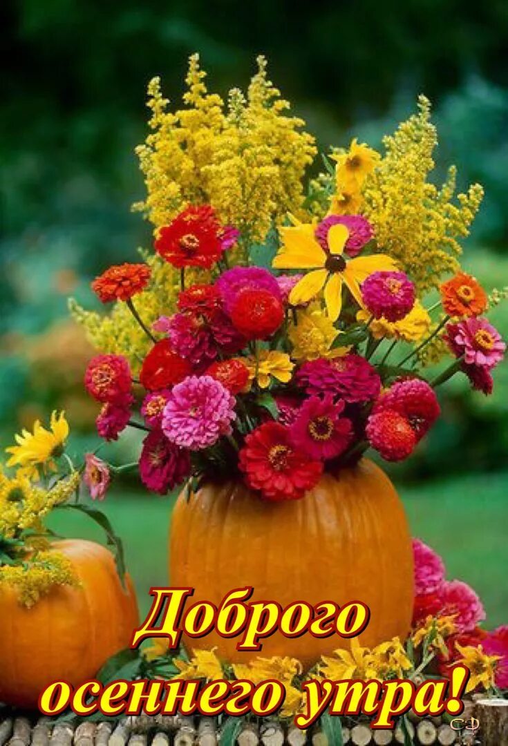 Красивые осенние картинки доброе утро хорошего Pin on Доброе утро Morning greeting, Greetings, Good morning