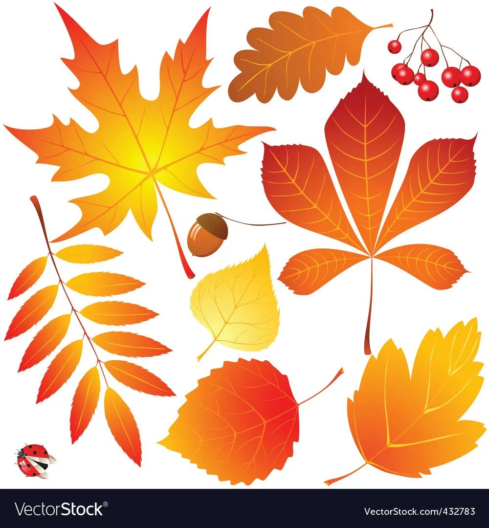 Красивые осенние листья для оформления Autumn leaves Royalty Free Vector Image - VectorStock