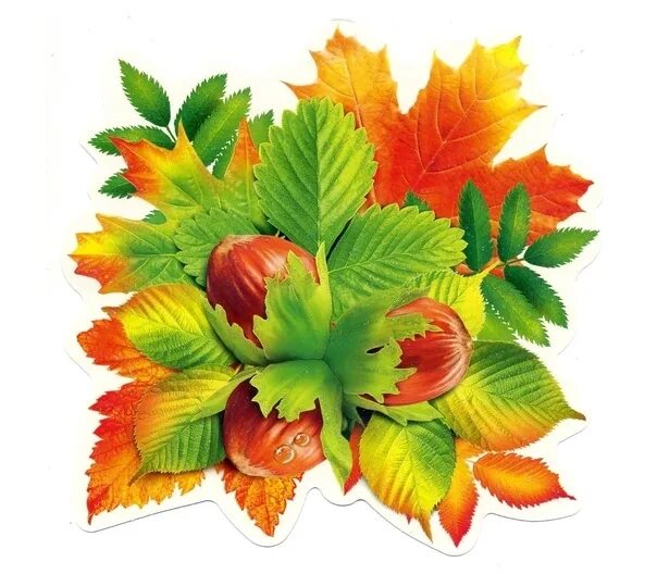 Красивые осенние листья для оформления A collection of autumn sheets for your design. #воспитателям #развитиедетей #дош