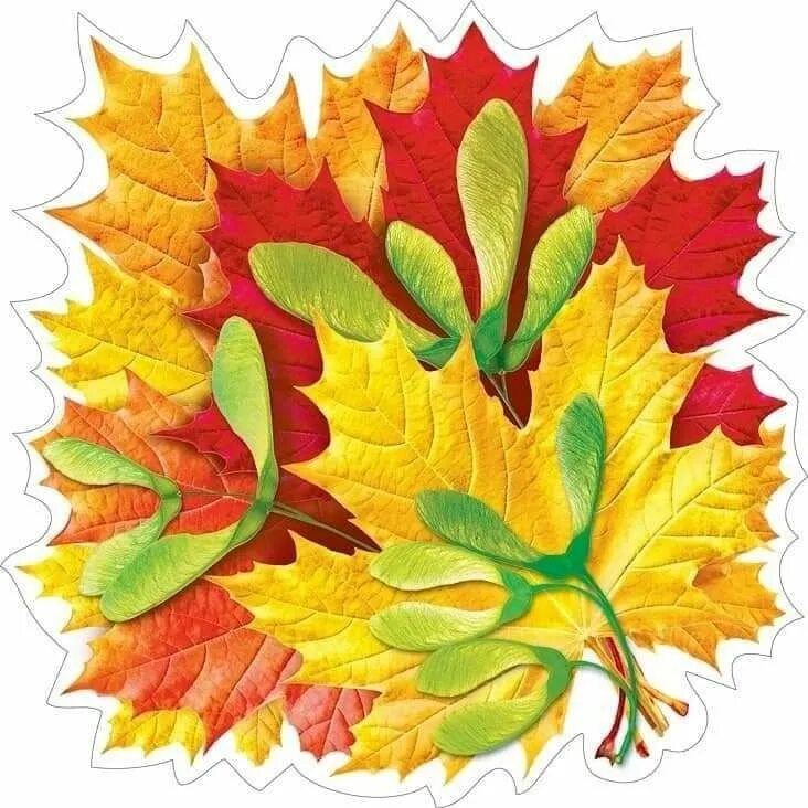 Красивые осенние листья для оформления группы Pin on pentru gradinita ? 1 Autumn leaves art, Leaf art, Creation crafts