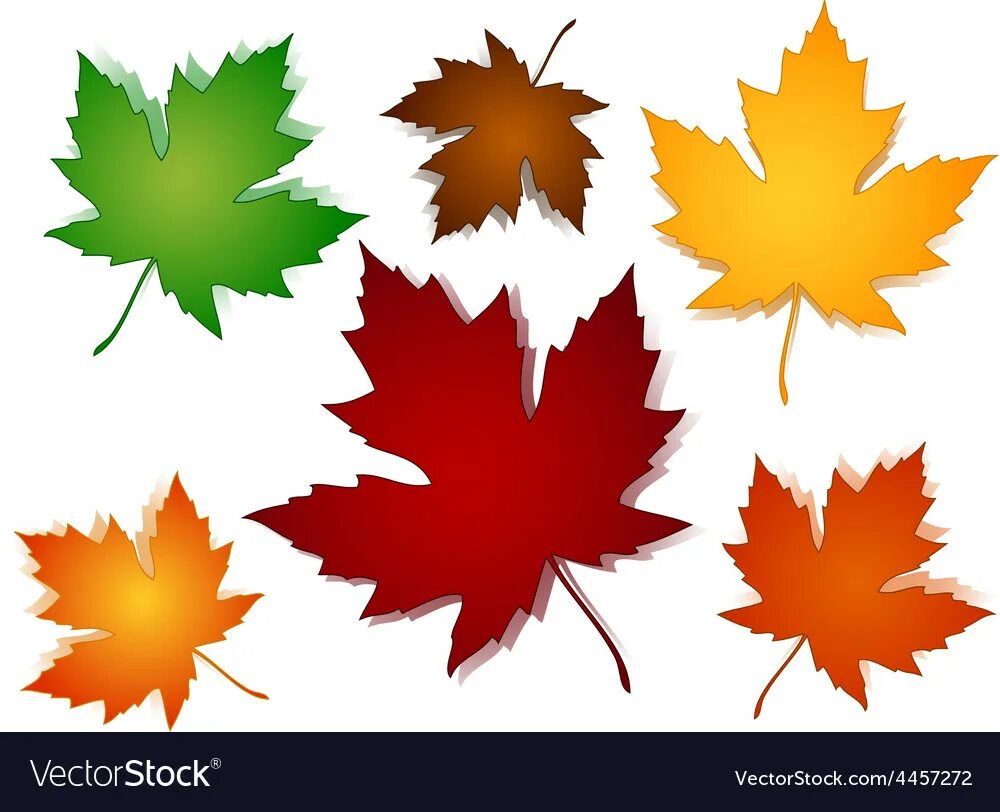 Красивые осенние листья для оформления шаблоны Maple leaves fall color options Royalty Free Vector Image