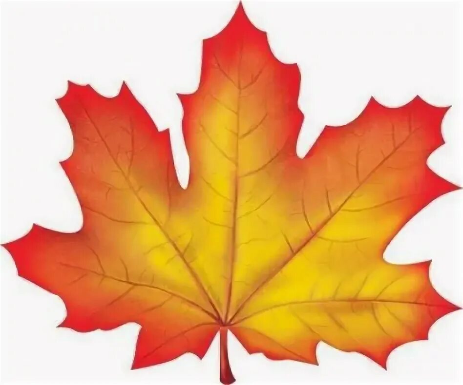 Красивые осенние листья для оформления шаблоны Pin on Liams Classroom Decor Autumn leaves art, Autumn leaves, Fall clip art