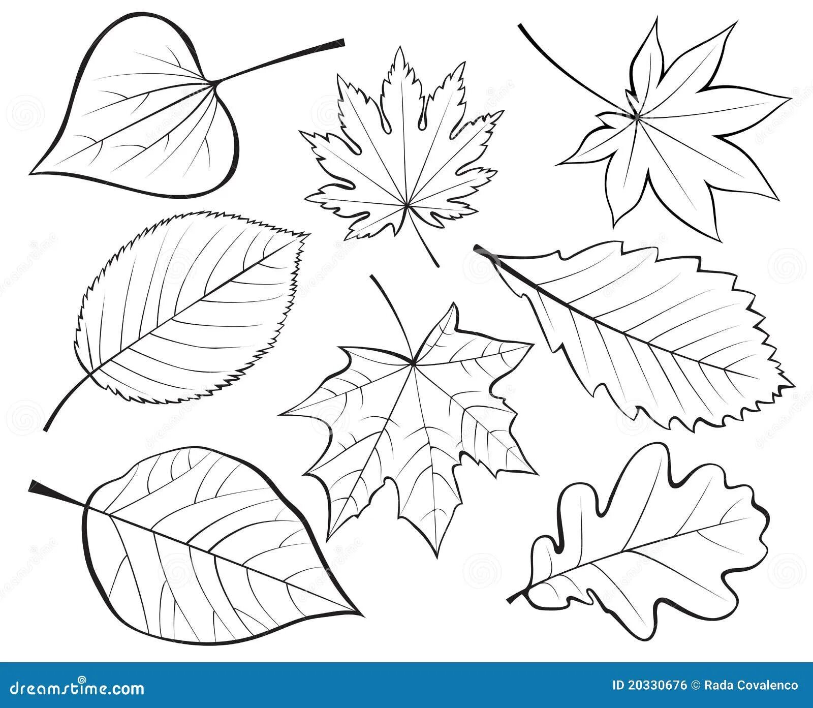 Красивые осенние листья для оформления шаблоны Set of leaves stock vector. Illustration of maple, collection - 20330676