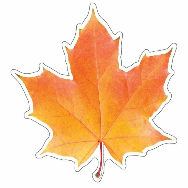 Красивые осенние листья для оформления шаблоны PHOTO LEAF PAPER CUT-OUTS Paper cutout, Paper cutting, Leaf stencil