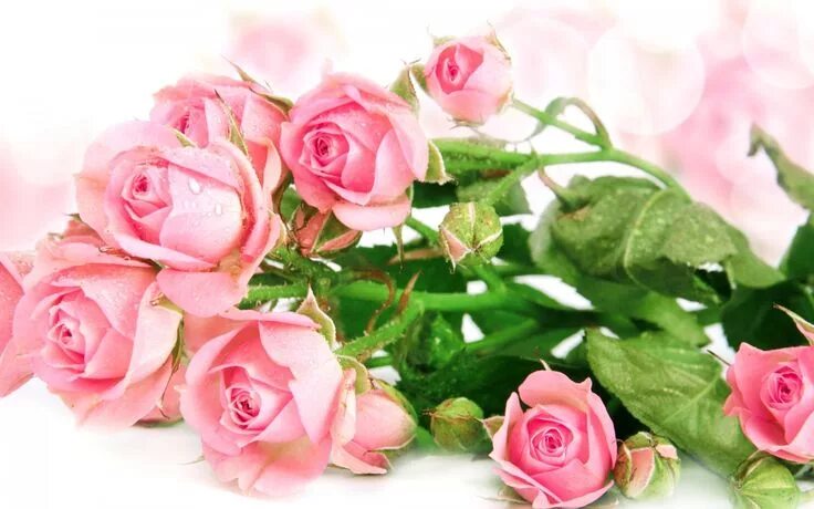 Красивые открытки фото обои на рабочий стол, wallpapers и фоны для вашего экрана Rose wallpaper, Pink r