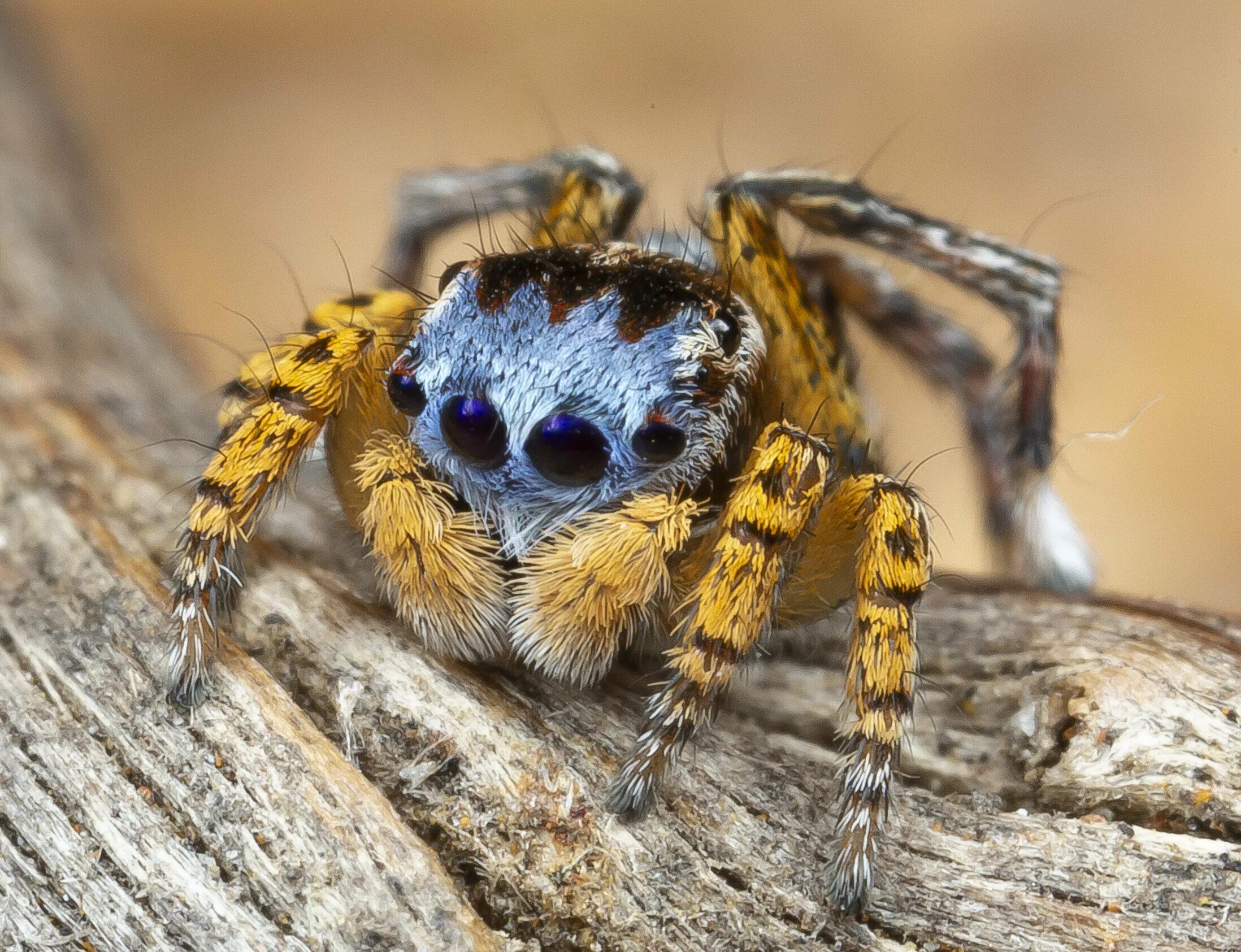 Красивые пауки фото Peacock Spider