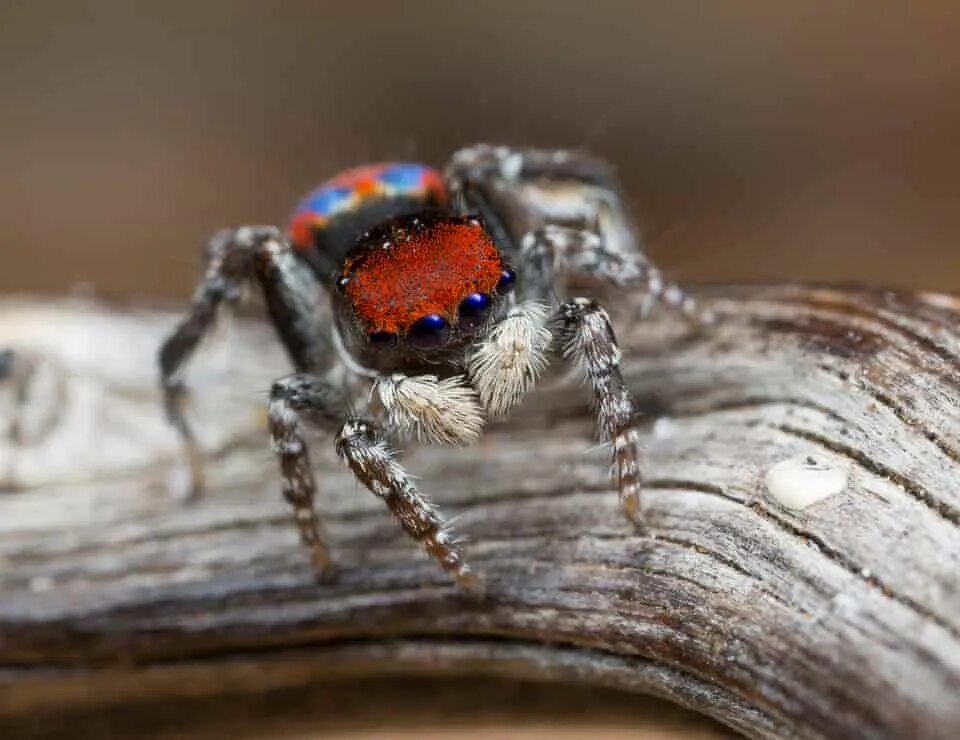 Красивые пауки фото Australian peacock spiders that behave 'like dogs and cats' - in pictures Dog ca