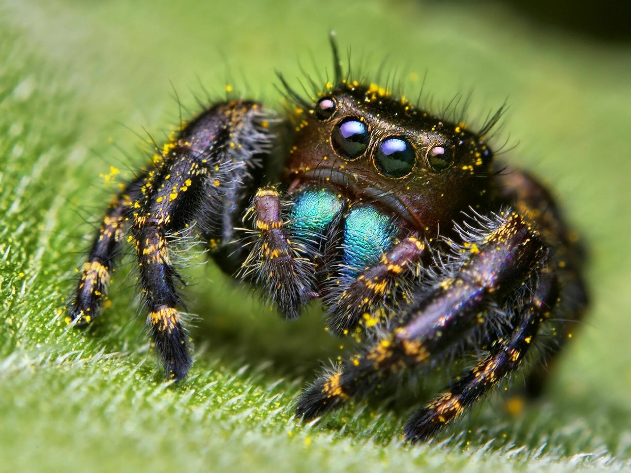 Красивые пауки фото 2560x1920 px Images for Desktop: spider wallpaper by Hern Jones for : Pocketfull