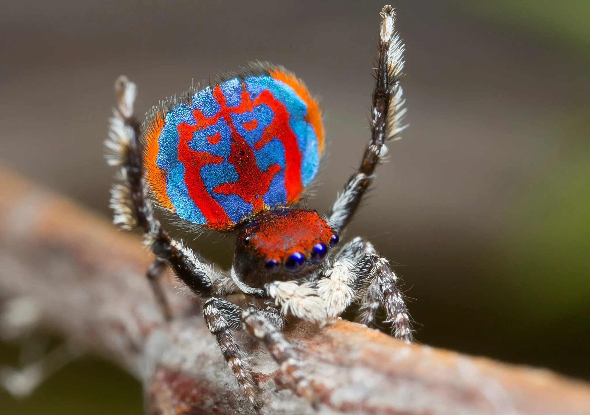 Красивые пауки фото Colourful newly discovered spider