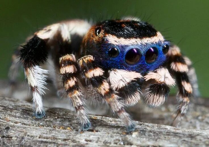 Красивые пауки фото Incredibly detailed photos of the tiny - and beautiful - Australian peacock spid