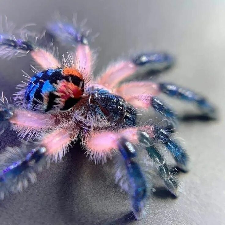 Красивые пауки фото Science & Nature on Twitter Spider, Beautiful bugs, Spider species