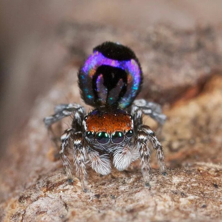 Красивые пауки фото "It is by pure coincidence that I stumbled on this fascinating group of spiders 